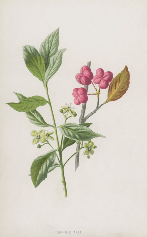 Spindeltre (chromolitho) av Frederick Edward Hulme