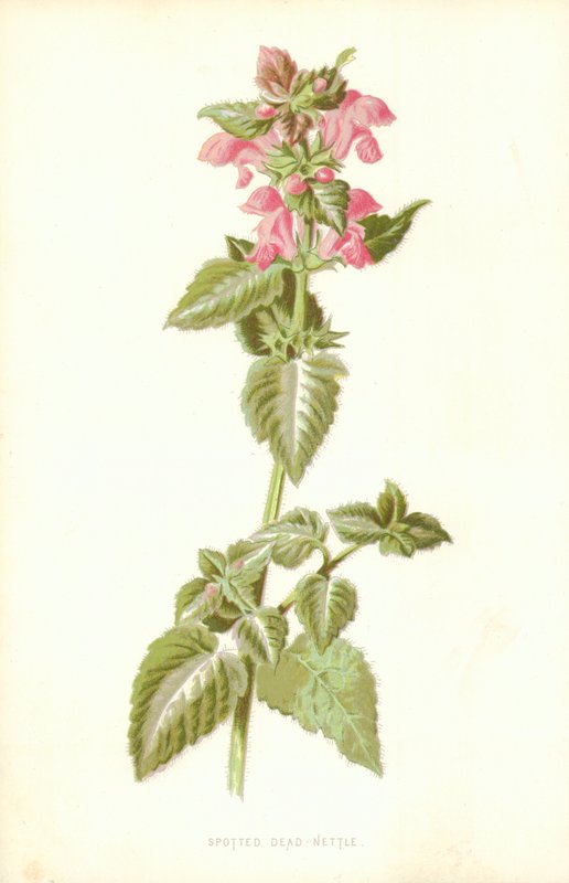 Spotted Dead Nettle av Frederick Edward Hulme