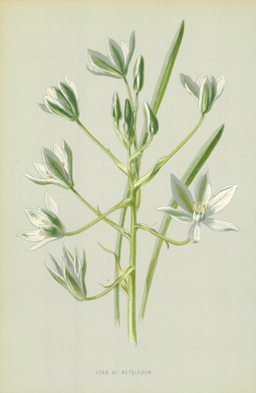 Betlehemsstjerne av Frederick Edward Hulme