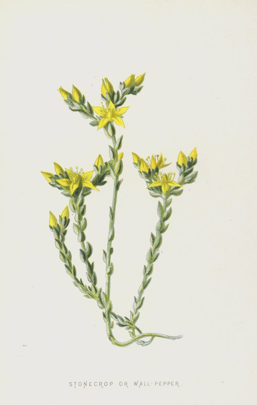 Steinkrølle eller veggpepper (chromolitho) av Frederick Edward Hulme