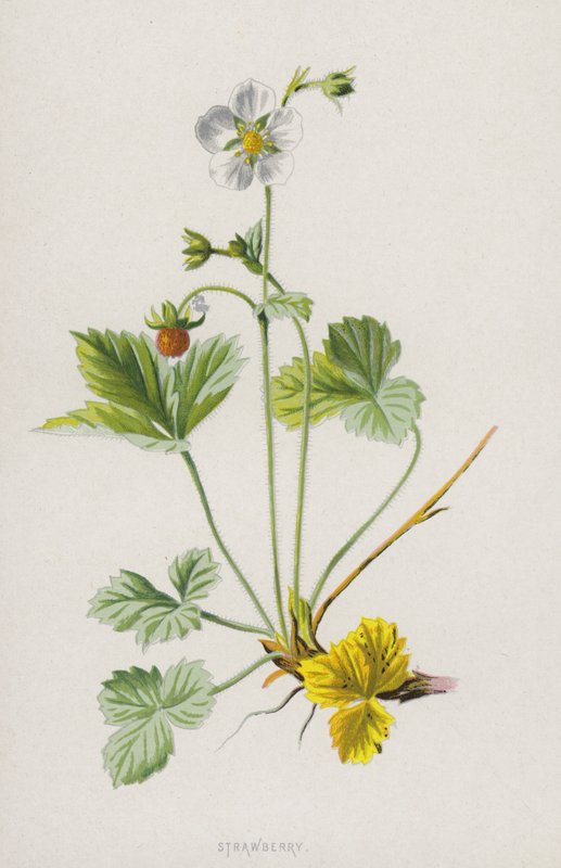 Jordbær (chromolitho) av Frederick Edward Hulme
