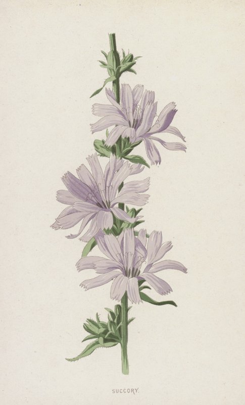 Succory (chromolitho) av Frederick Edward Hulme