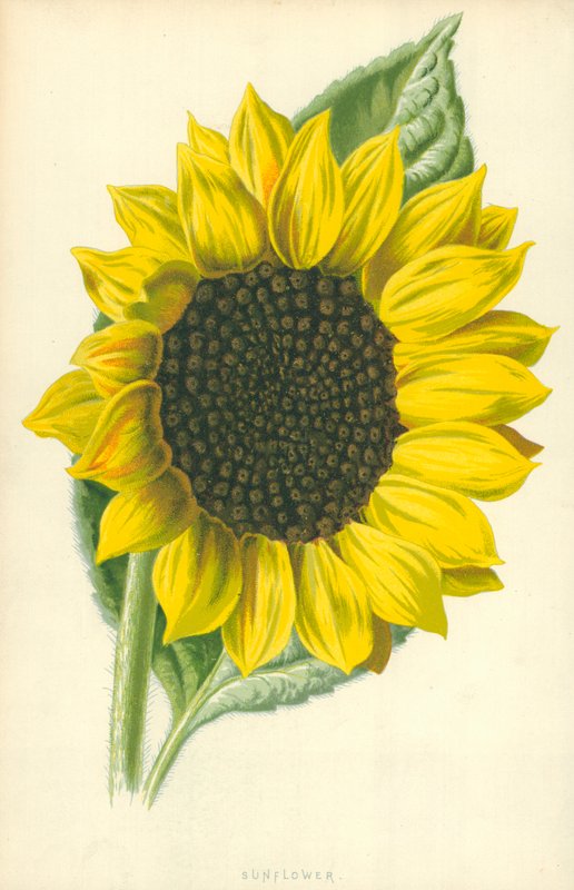 Solsikke av Frederick Edward Hulme