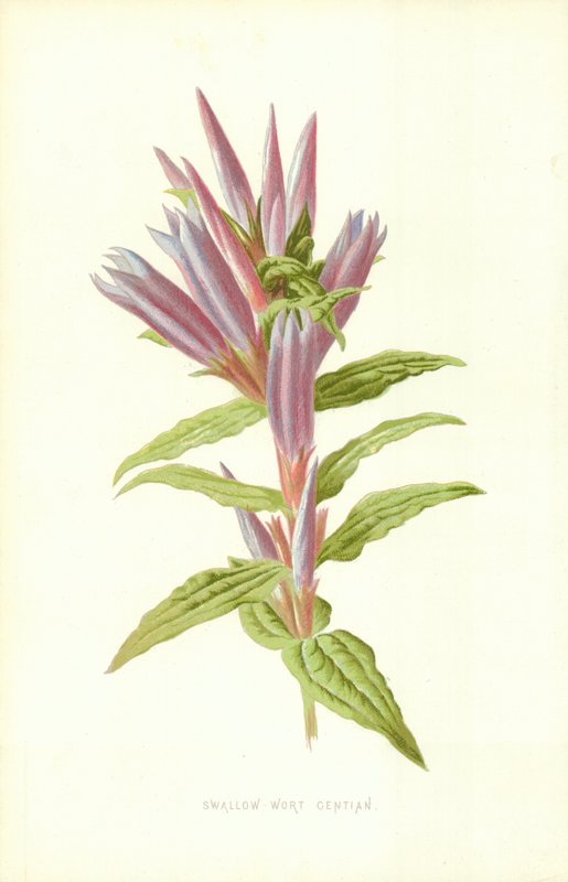 Svaleurt-gentian av Frederick Edward Hulme