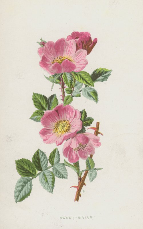 Sweet-Briar (chromolitho) av Frederick Edward Hulme