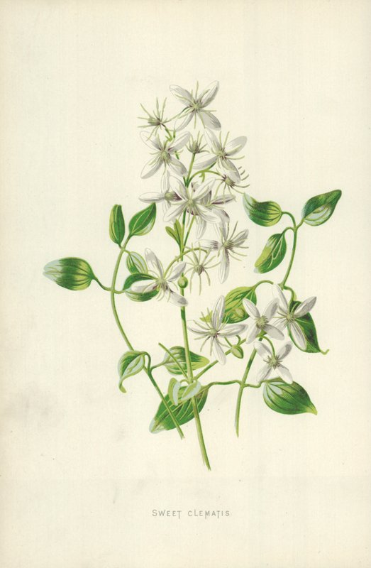 Søt Clematis av Frederick Edward Hulme