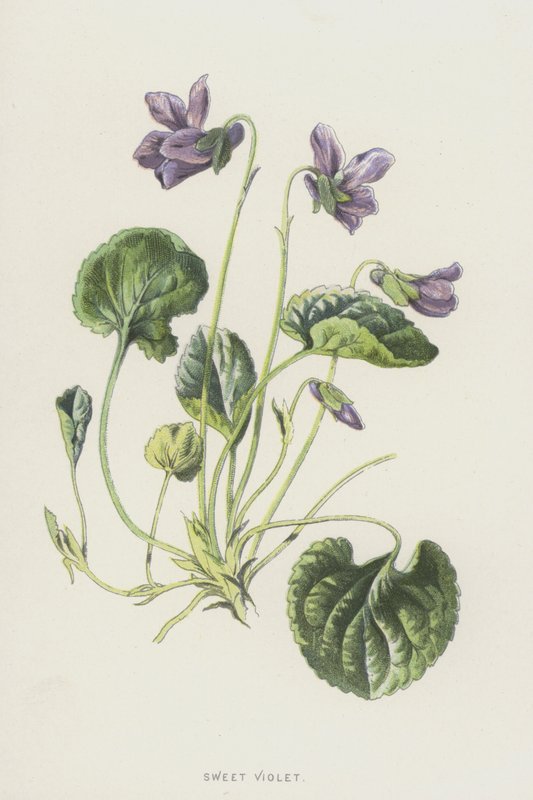 Søt fiolett (chromolitho) av Frederick Edward Hulme