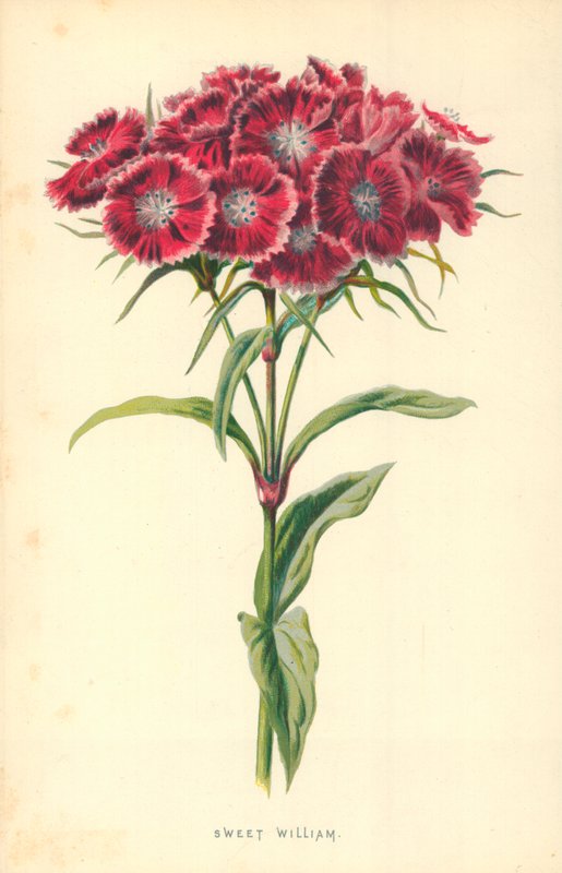 Søte William av Frederick Edward Hulme