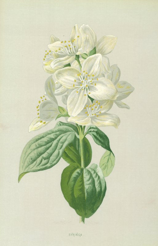 Syringa av Frederick Edward Hulme
