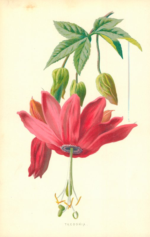 Taksonomi av Frederick Edward Hulme