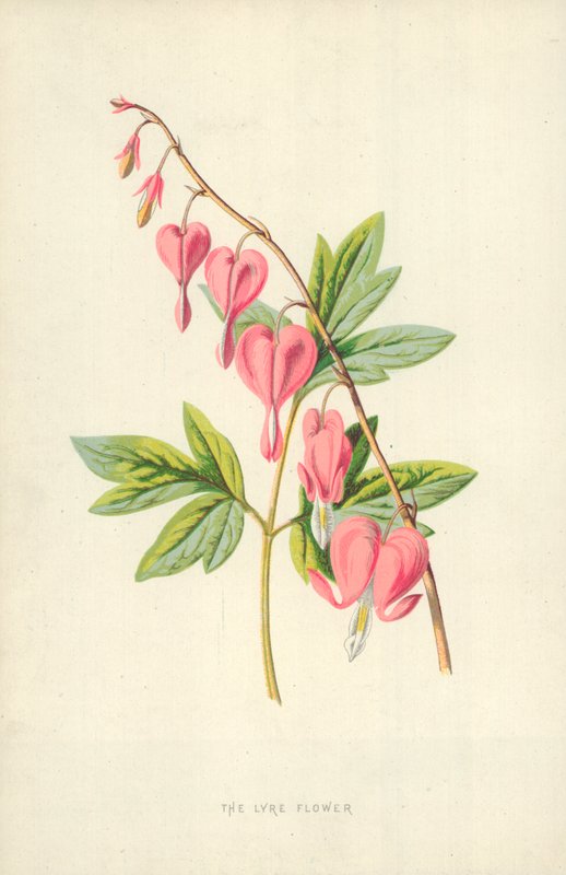 Lyreblomsten av Frederick Edward Hulme