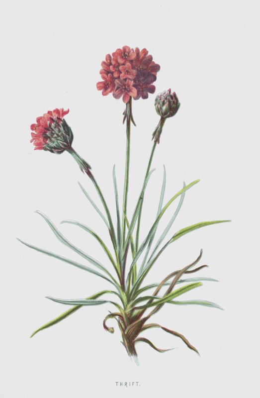 Sparsommelighet (chromolitho) av Frederick Edward Hulme