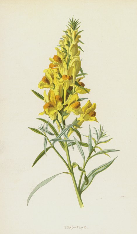 Padde-lin (chromolitho) av Frederick Edward Hulme