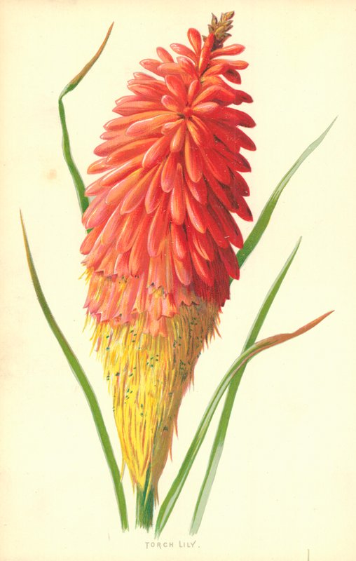 Torch Lily av Frederick Edward Hulme