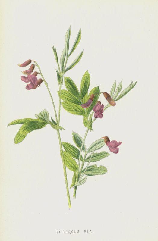 Knollerter (chromolitho) av Frederick Edward Hulme