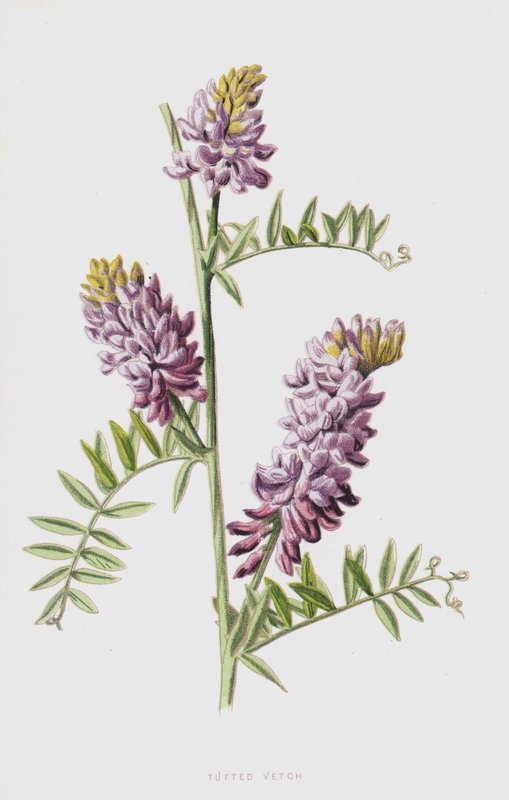 Tufted Vikker (chromolitho) av Frederick Edward Hulme