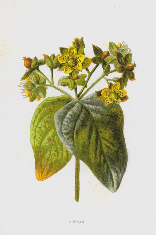 Tutsan (chromolitho) av Frederick Edward Hulme
