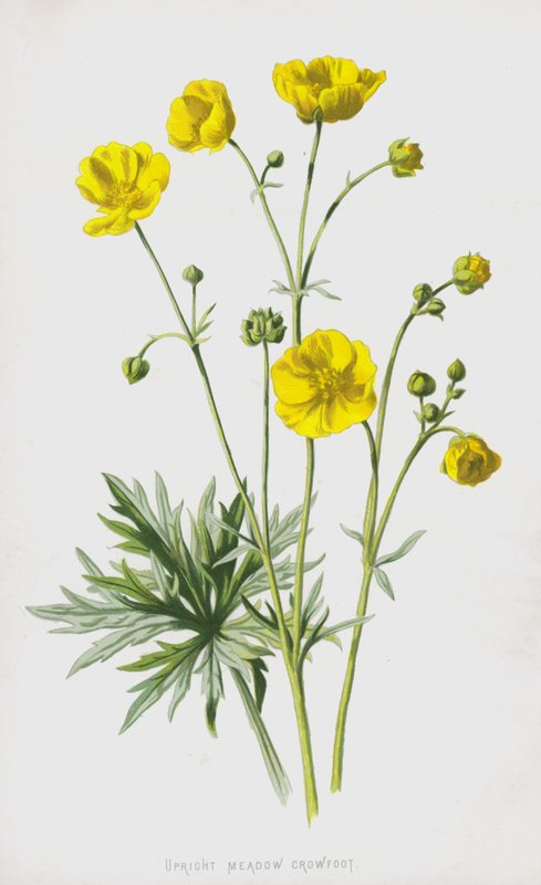 Upright Meadow Crowfoot (chromolitho) av Frederick Edward Hulme