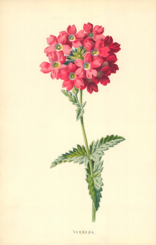 Verbena av Frederick Edward Hulme