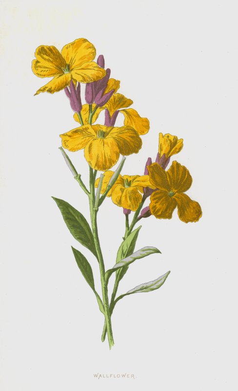 Veggblomst (chromolitho) av Frederick Edward Hulme