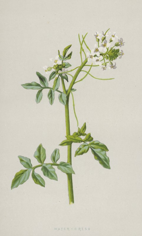 Vannkarse (chromolitho) av Frederick Edward Hulme
