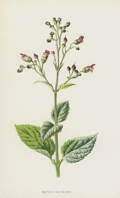 Vann fikenurt (chromolitho) av Frederick Edward Hulme
