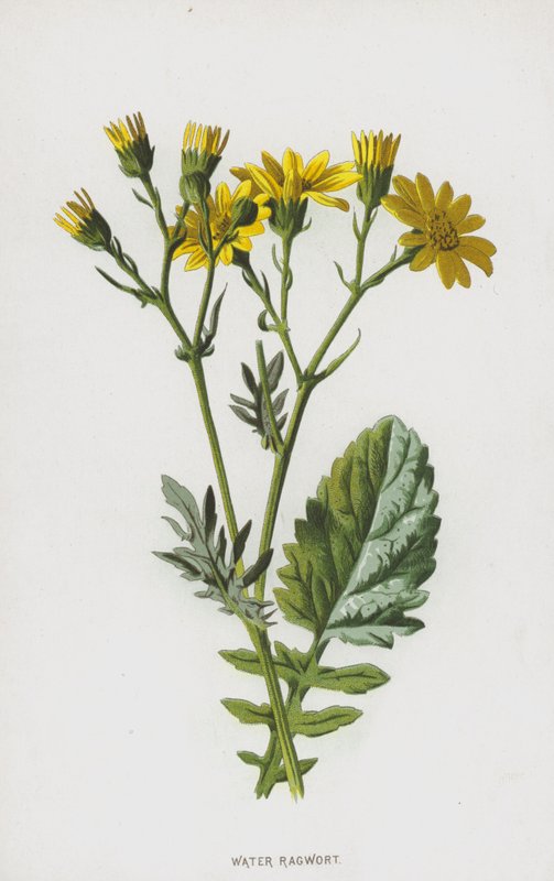 Vann ravort (chromolitho) av Frederick Edward Hulme
