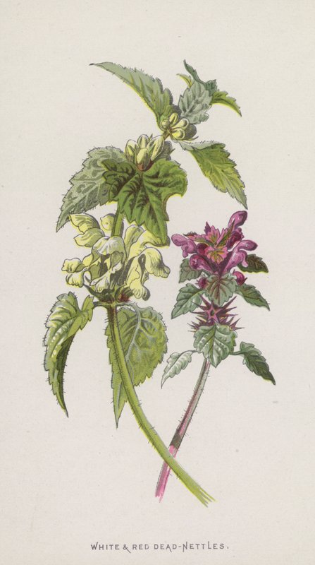 Hvite og røde døde nesler (chromolitho) av Frederick Edward Hulme
