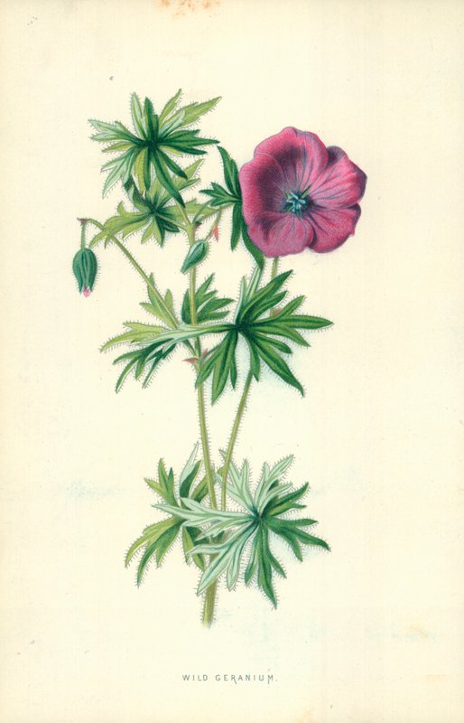 Vill geranium av Frederick Edward Hulme