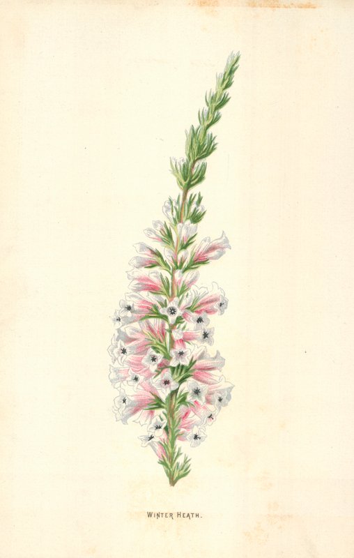 Vinterheia av Frederick Edward Hulme