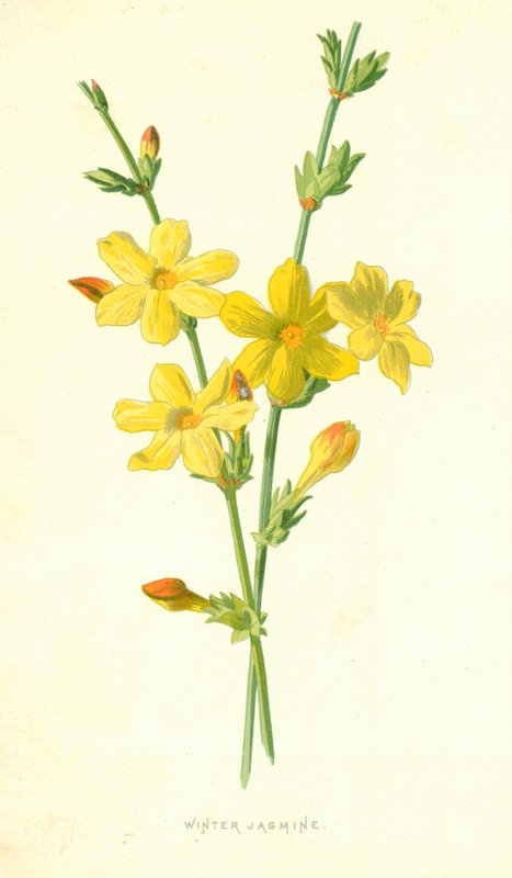 Vinterjasmin av Frederick Edward Hulme