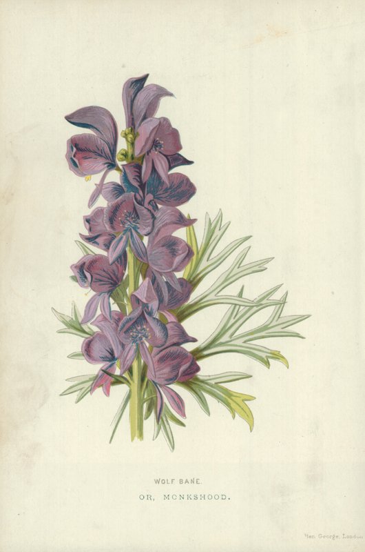 Wolf Bane. Eller, Monkshood av Frederick Edward Hulme