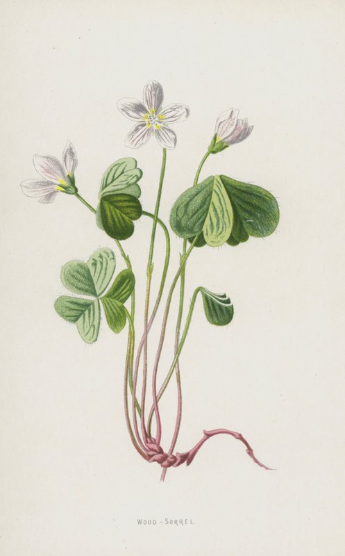 Tresyre (chromolitho) av Frederick Edward Hulme