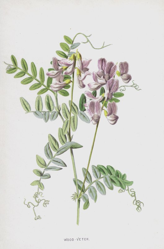Wood-Vetch (chromolitho) av Frederick Edward Hulme