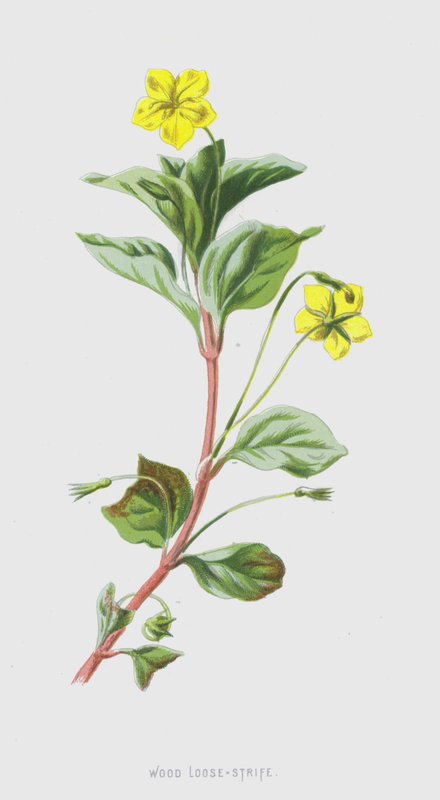 Wood Loose-Strife (chromolitho) av Frederick Edward Hulme