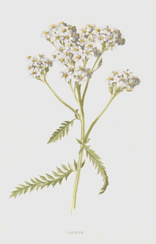 Ryllik (chromolitho) av Frederick Edward Hulme