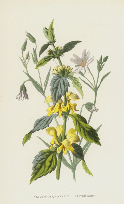 Gul-død brennesle, stitchwort (chromolitho) av Frederick Edward Hulme