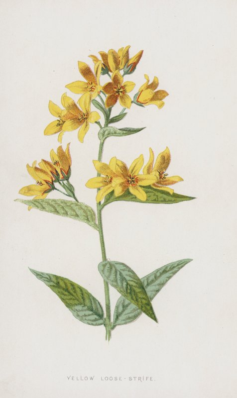 Gul løsstrid (chromolitho) av Frederick Edward Hulme