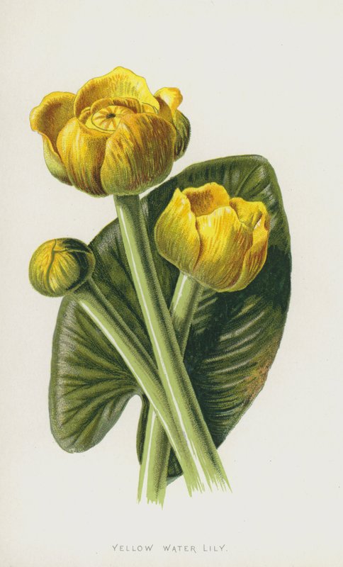Gul vannlilje (chromolitho) av Frederick Edward Hulme