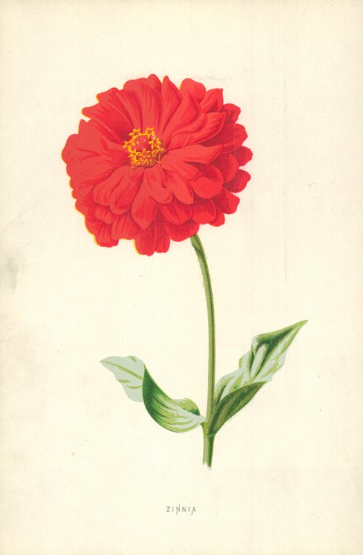 Zinnia av Frederick Edward Hulme