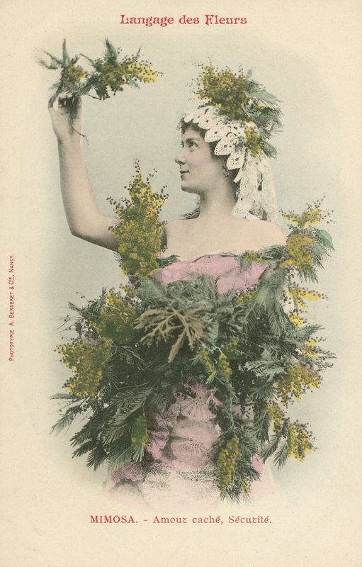 Language of Flowers, Mimosa (fargebilde) av French Photographer