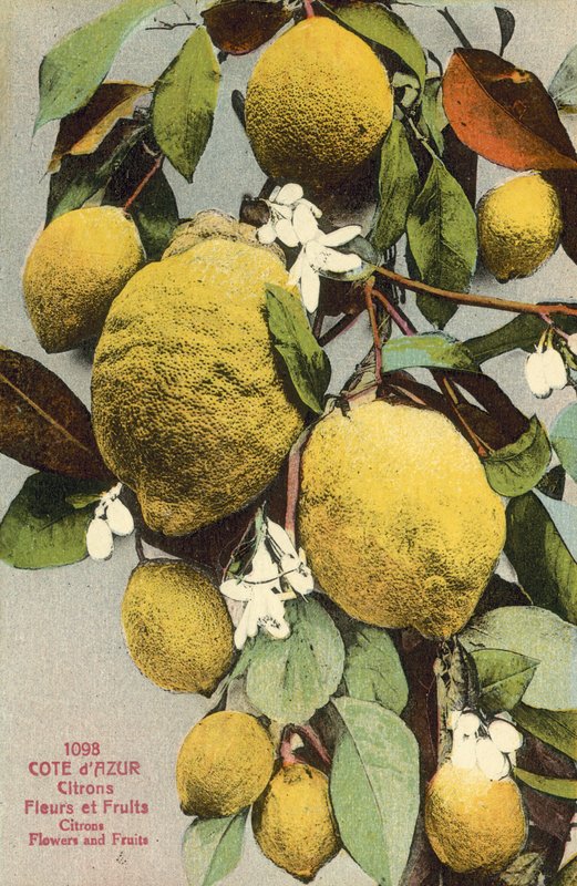 Sitroner og sitronblomster (fargebilde) av French Photographer