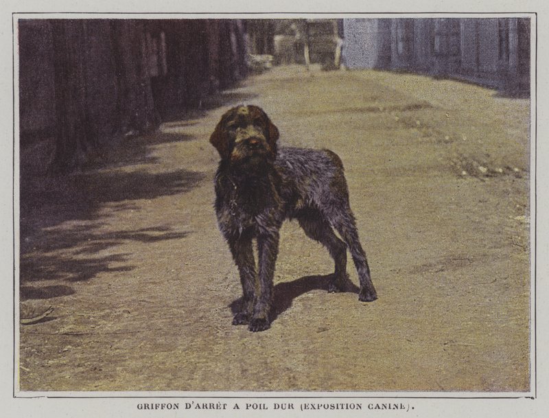 Wirehaired Pointing Griffon (fargebilde) av French Photographer