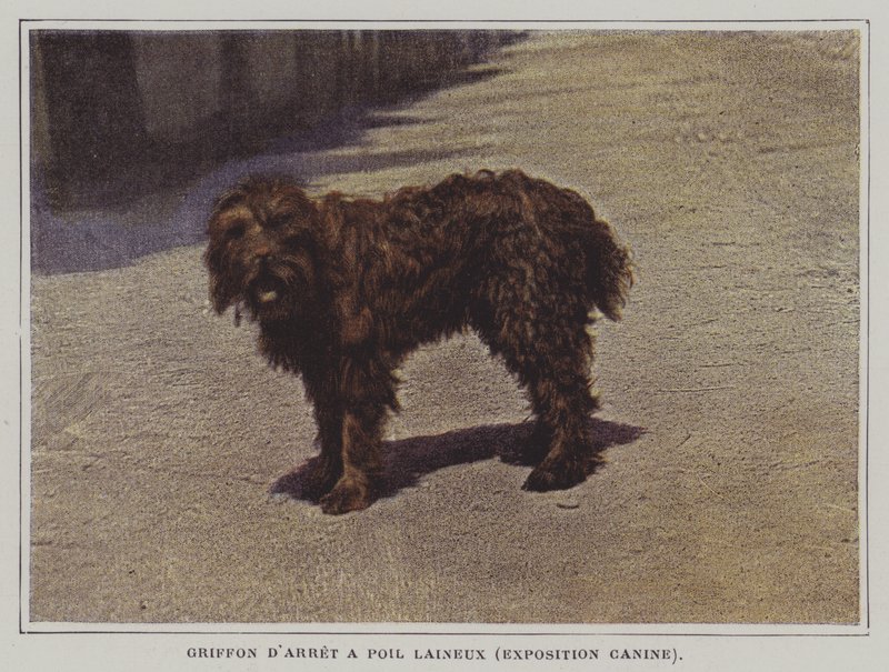 Uldhåret Pointing Griffon (fargebilde) av French Photographer