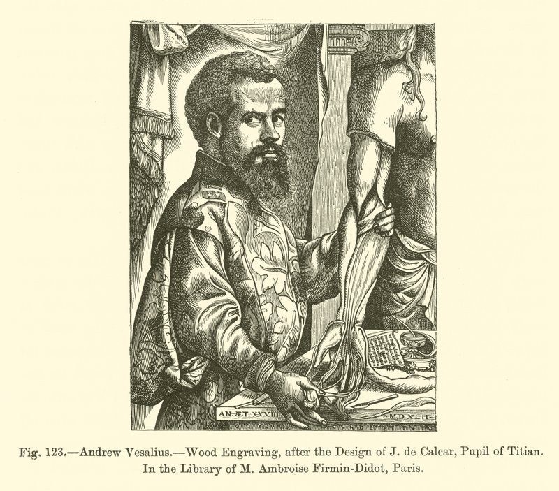 Andrew Vesalius (gravering) av French School