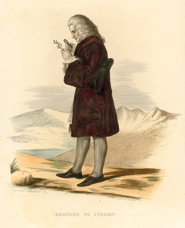Bernard de Jussieu (farget gravering) av French School