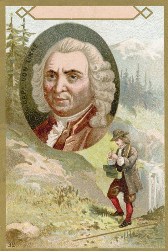 Carl Linnaeus, svensk botaniker og zoolog av French School