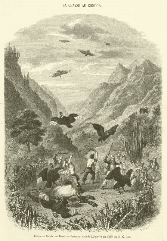 Condor Hunt (gravering) av French School