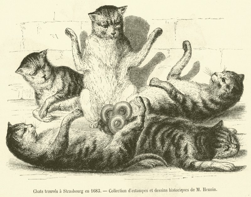 Katter funnet i Strasbourg i 1683 (gravering) av French School