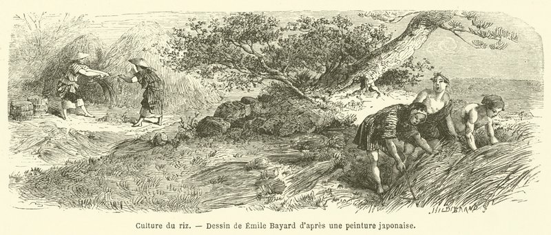 Dyrking av ris (gravering) av French School